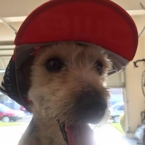 Meet your Posher, Ernesto